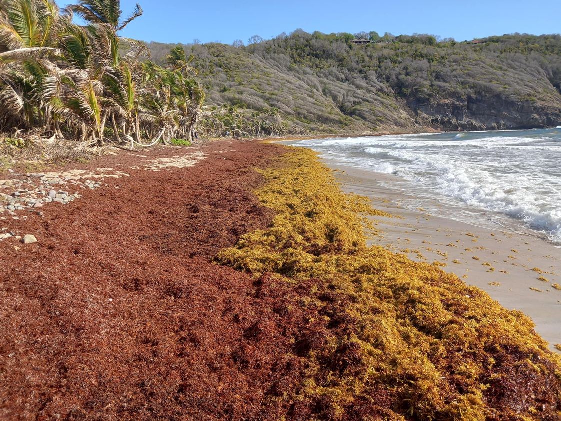 Sargassum on the beach